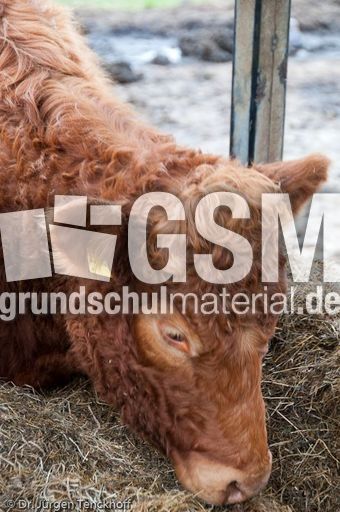 Hausrind (172 von 174).jpg